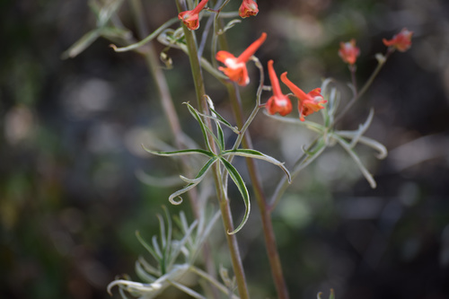 Scarlet larkspur (Delphinium cardinale)