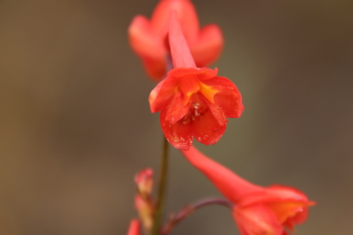 Scarlet larkspur (Delphinium cardinale)