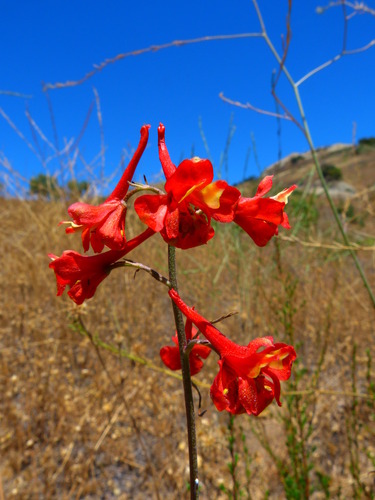 Scarlet larkspur (Delphinium cardinale)