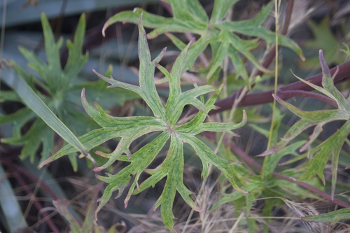 Scarlet larkspur (Delphinium cardinale)