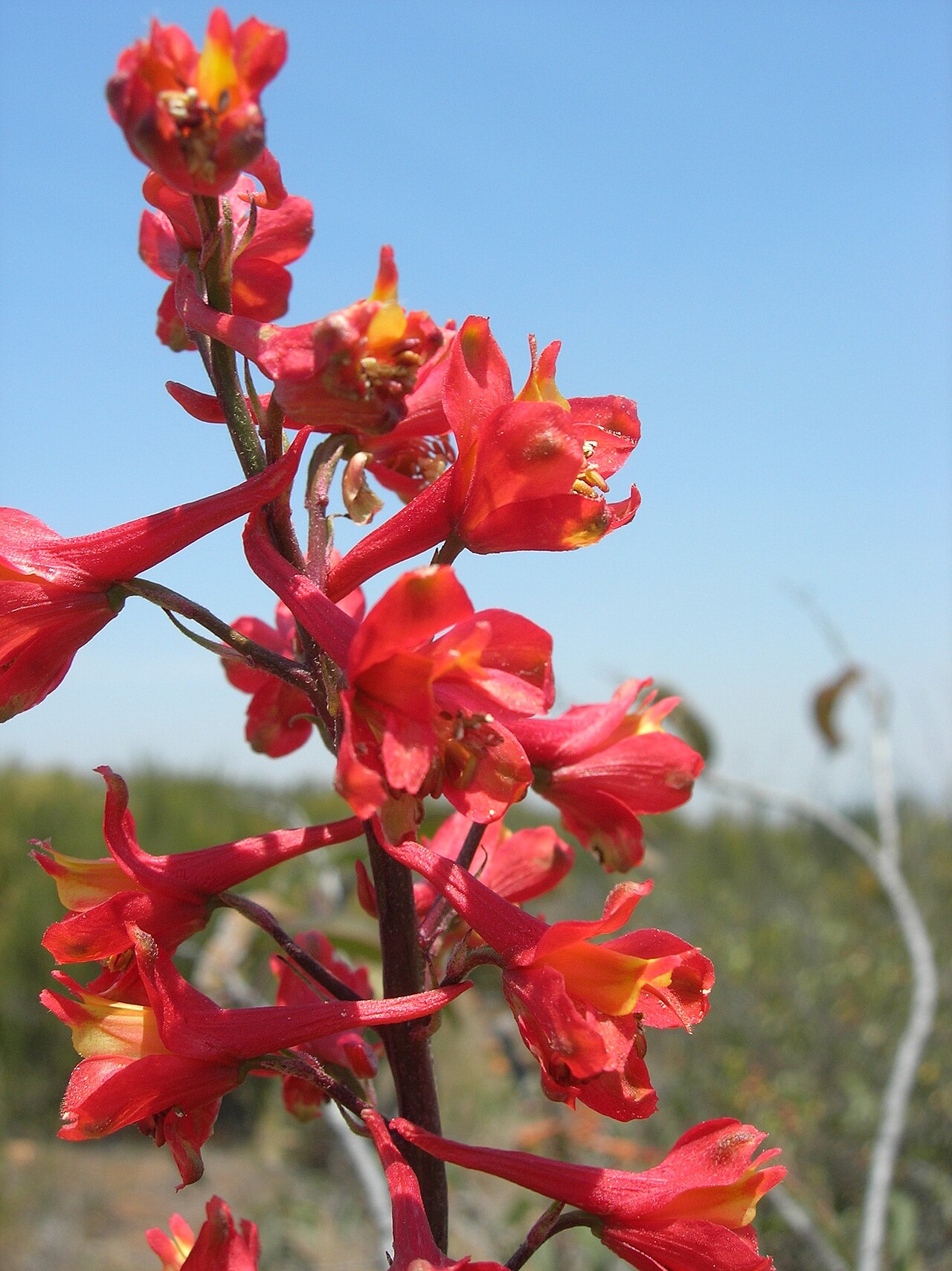 Scarlet larkspur: Delphinium cardinale (scarlet delphinium), Otay Mountain wilderness area, CA