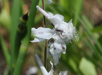 Carolina larkspur: Menomin Park, Menomonie, WI