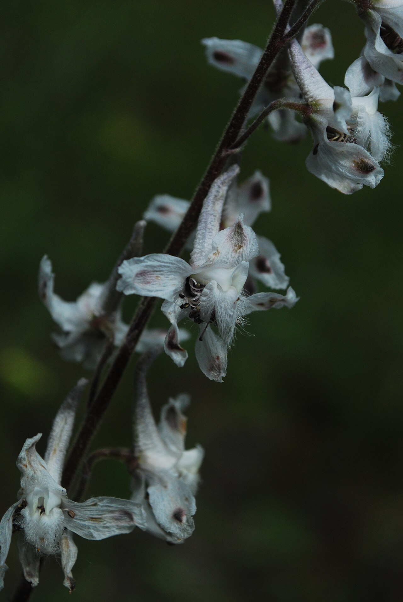Carolina larkspur: Delphinium carolinianum at Fort McCoy Barrens, WI, USA