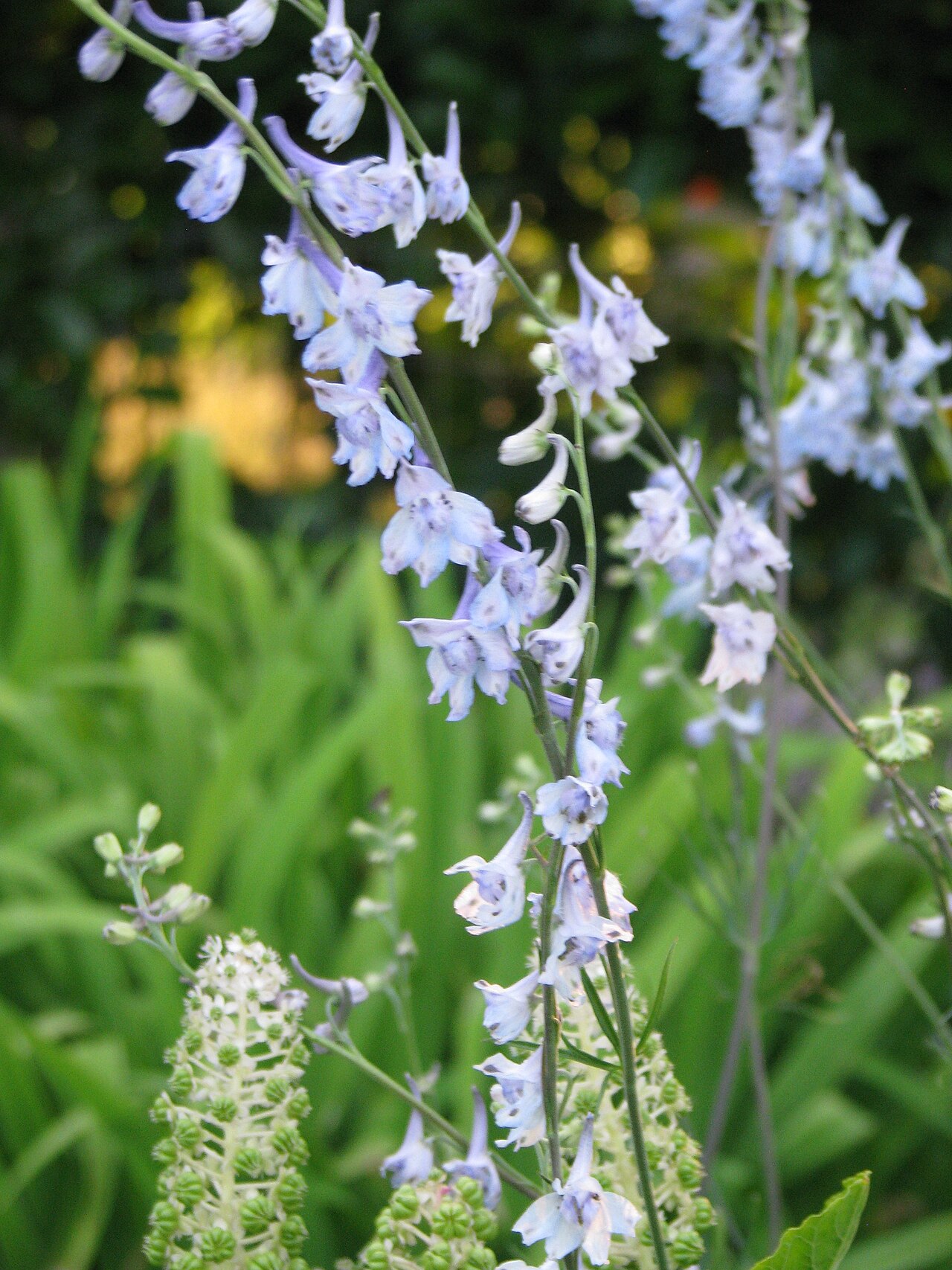 Carolina larkspur: Delphinium carolinianum