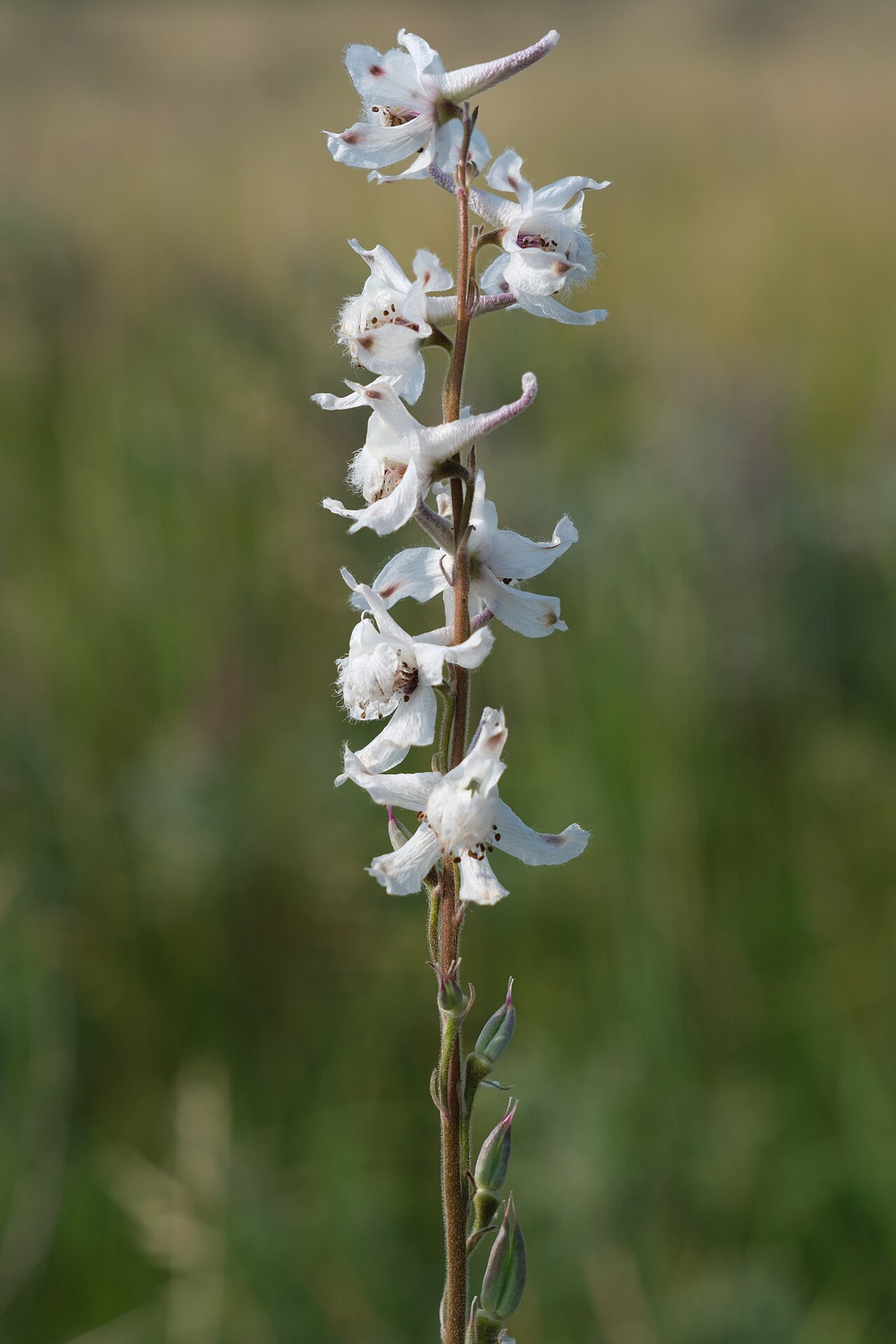 Carolina larkspur: Prairie Larkspur ( Delphinium carolinianum ssp. virescens ), Glacial Ridge National Wildlife Refuge, Polk County, MN, USA