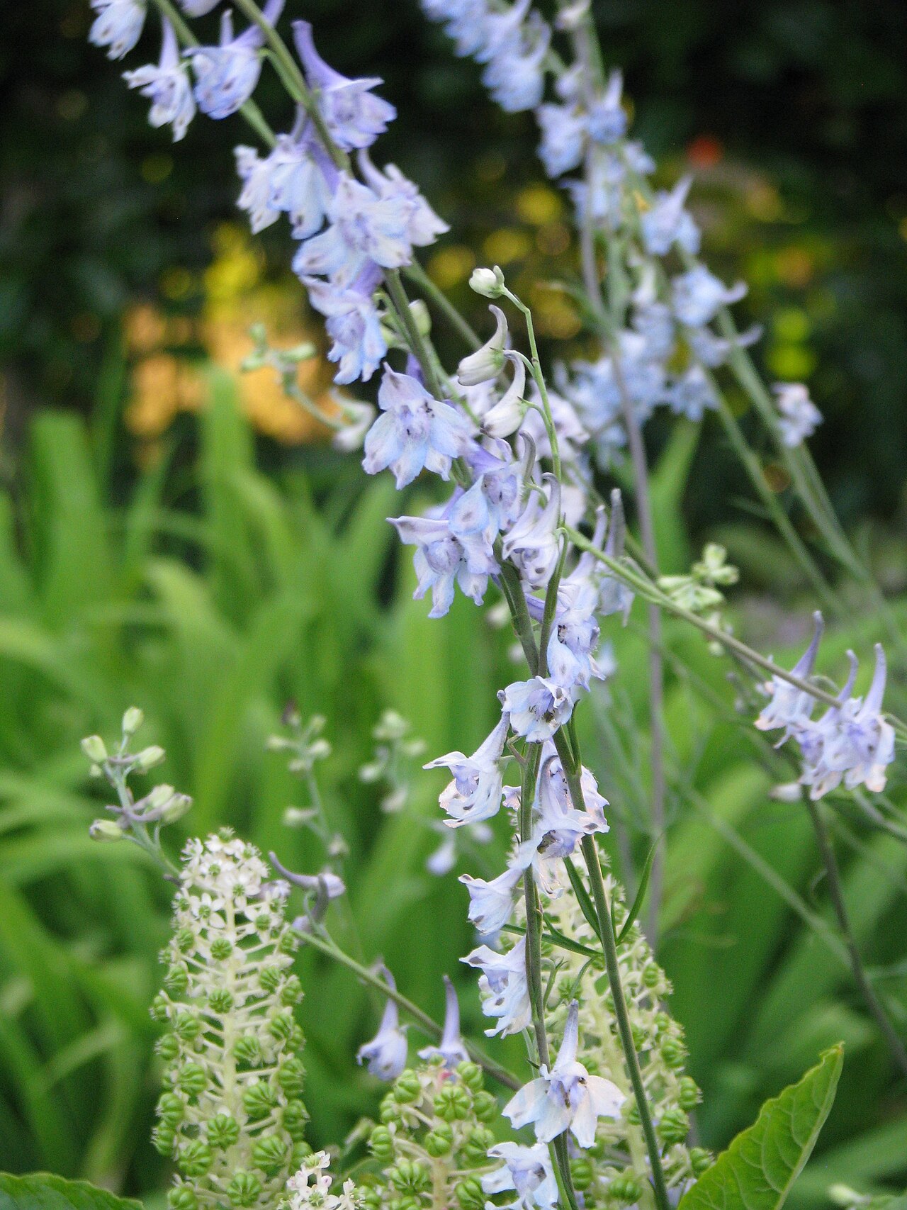 Carolina larkspur: Delphinium carolinianum