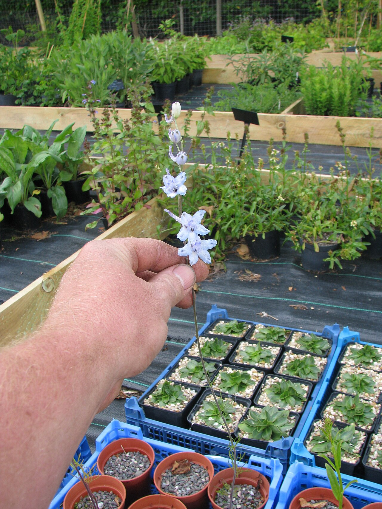 Carolina larkspur: Definitely needing to be grown with other things. There's almost no foliage at flowering time.