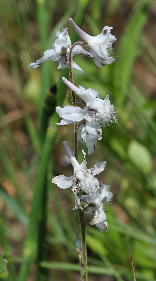 Carolina larkspur: Menomin Park, Menomonie, WI