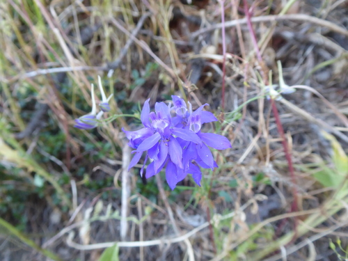 Forking larkspur (Delphinium consolida)