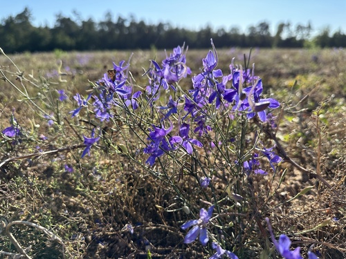 Forking larkspur (Delphinium consolida)