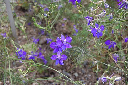 Forking larkspur: Consolida regalis