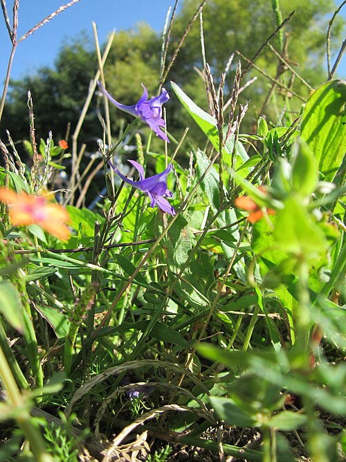 Forking larkspur: Gewöhnlicher Feldrittersporn (Consolida regalis) und Acker-Gauchheil (Lysimachia arvensis) bei Altlußheim