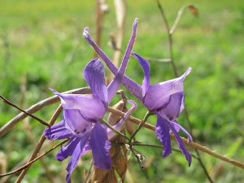 Forking larkspur (Delphinium consolida)