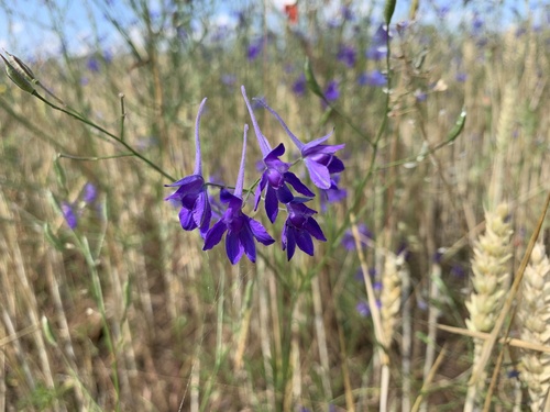 Forking larkspur (Delphinium consolida)
