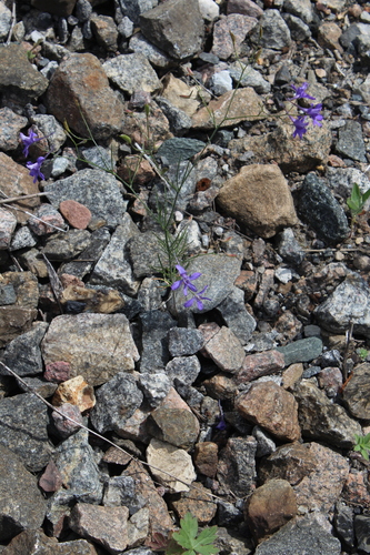 Forking larkspur (Delphinium consolida)