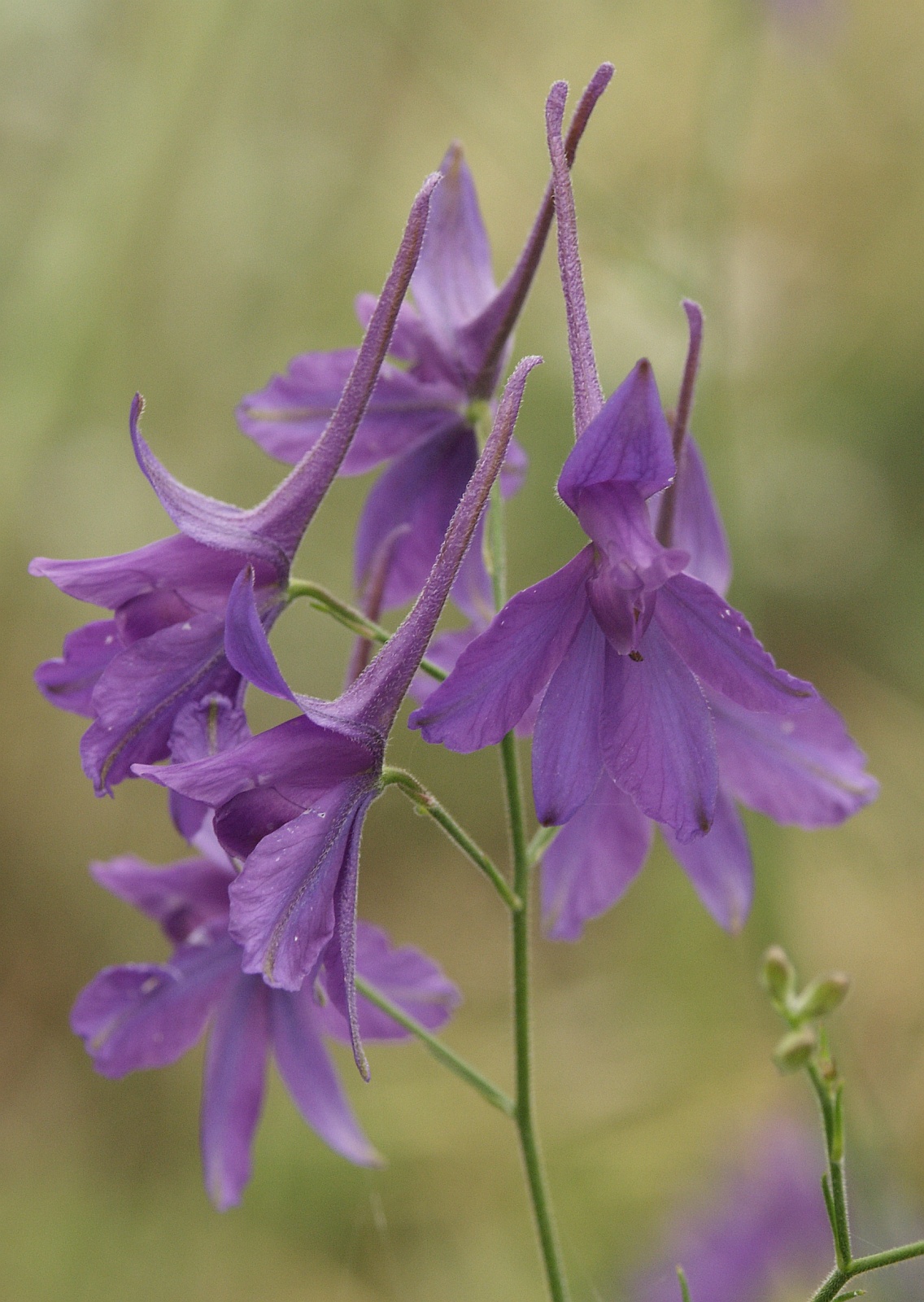 Forking larkspur: Consolida regalis