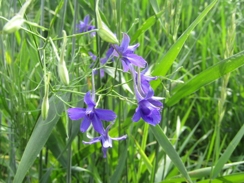 Forking larkspur