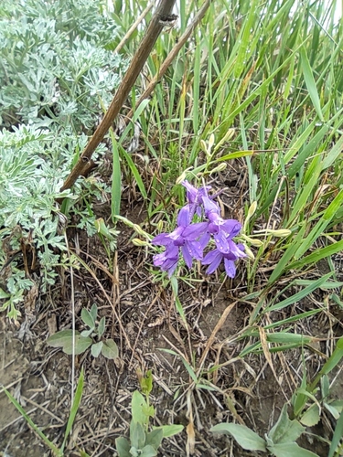 Forking larkspur (Delphinium consolida)