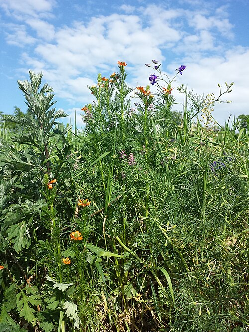 Forking larkspur: Habitat Taxonym: Adonis aestivalis , Fumaria officinalis , Consolida regalis ss Fischer et al. EfÖLS 2008 ISBN 978-3-85474-187-9 Location: north of Grafensulz, 