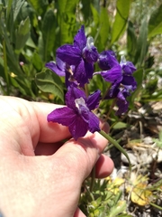 Coastal larkspur (Delphinium decorum)