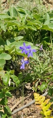 Coastal larkspur (Delphinium decorum)