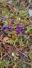 Coastal larkspur (Delphinium decorum)