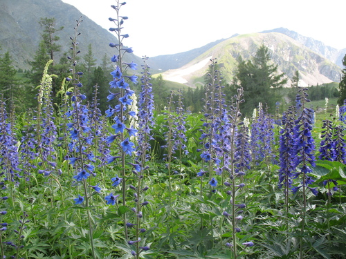 Candle larkspur (Delphinium elatum)