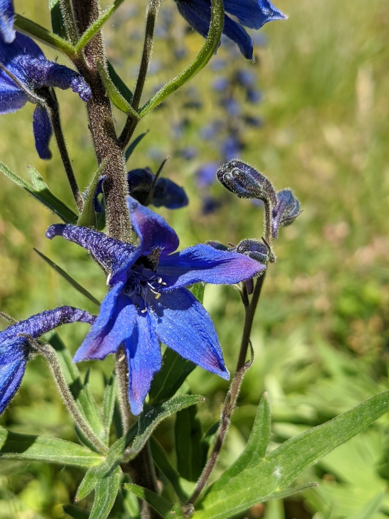 Candle larkspur (Delphinium elatum)