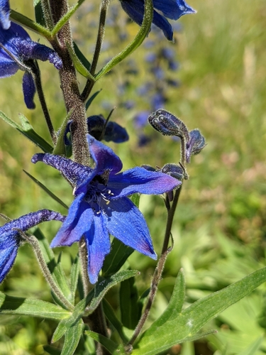 Candle larkspur