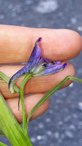 Candle larkspur (Delphinium elatum)