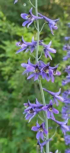 Candle larkspur (Delphinium elatum)