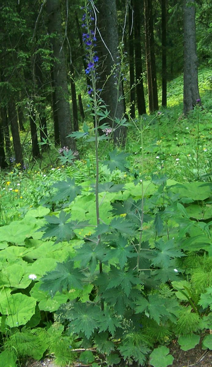 Candle larkspur: Delphinium elatum (pl. ostróżka wyniosła), habitat: Tatra Mountains , Dolina Strążyska