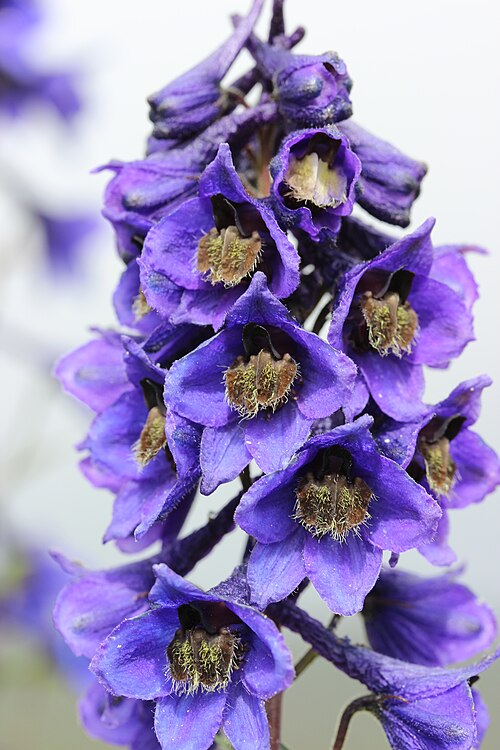 Candle larkspur: Delphinium elatum