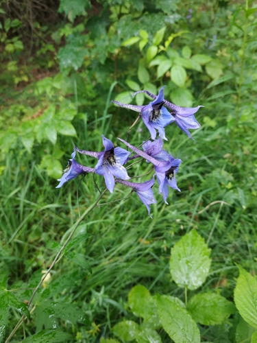 Candle larkspur (Delphinium elatum)