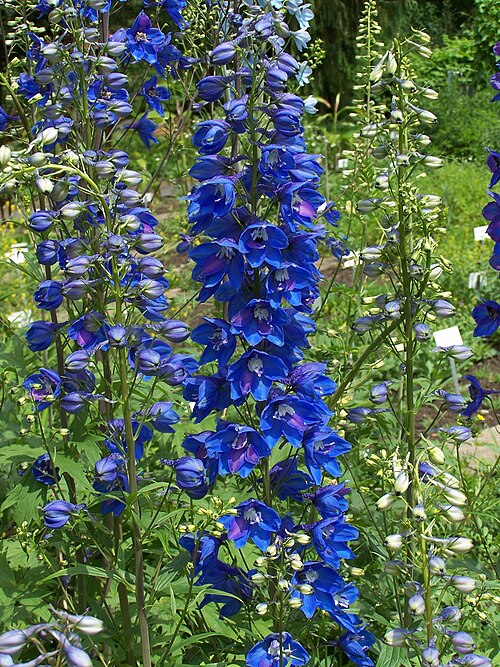 Candle larkspur: Delphinium elatum hybride 17 juin 2006 Vieux jardin botanique de Göttingen