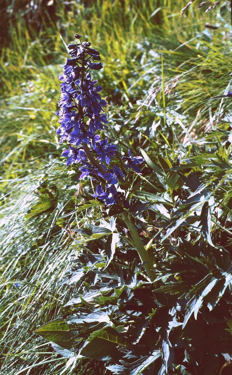 Candle larkspur: Hoher Rittersporn