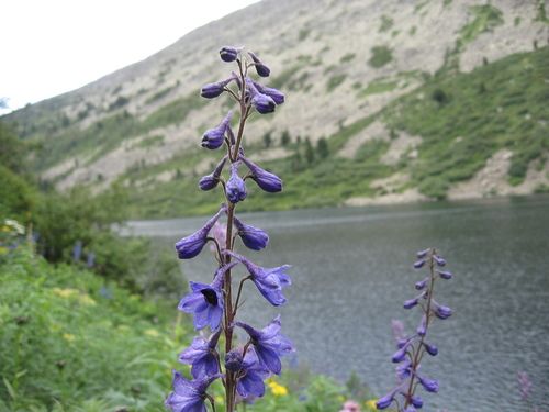 Candle larkspur (Delphinium elatum)