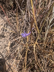 Delphinium gracile (Delphinium gracile)