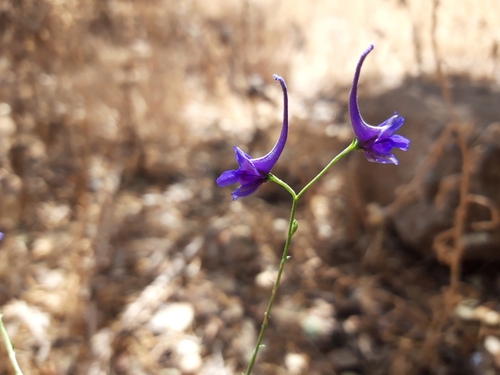 Delphinium gracile (Delphinium gracile)