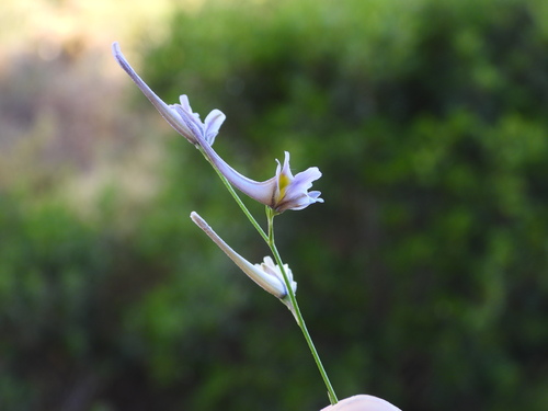 Delphinium gracile (Delphinium gracile)