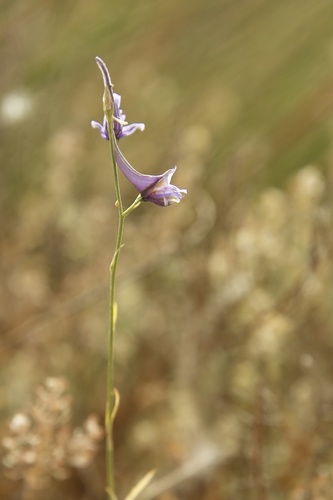Delphinium gracile (Delphinium gracile)