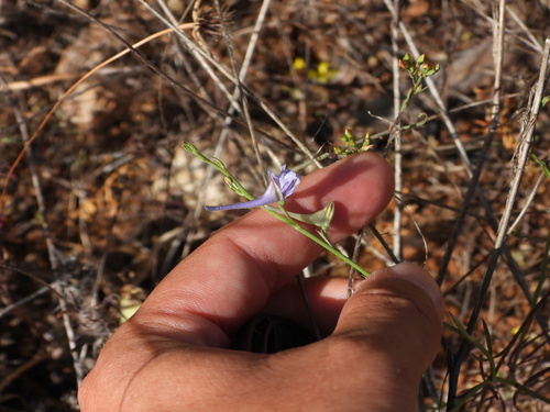 Delphinium gracile (Delphinium gracile)