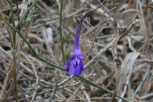 Delphinium gracile (Delphinium gracile)