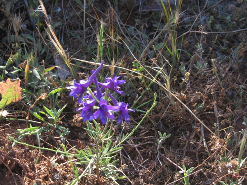 Delphinium gracile (Delphinium gracile)