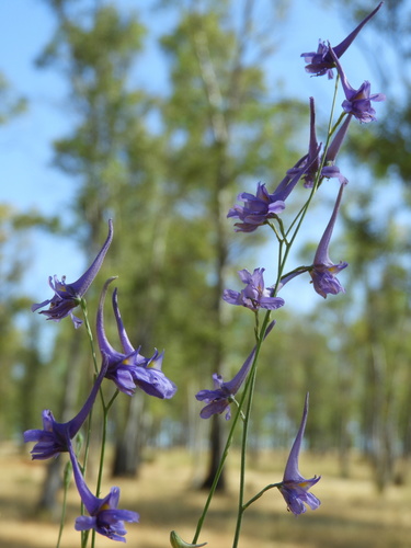 Delphinium gracile (Delphinium gracile)