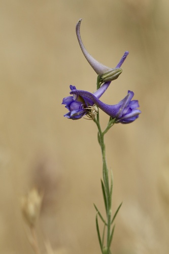 Delphinium gracile (Delphinium gracile)