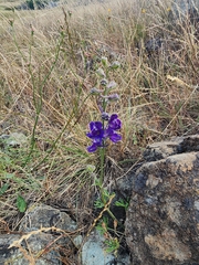 Foothill larkspur (Delphinium hesperium)
