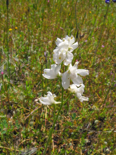 Foothill larkspur (Delphinium hesperium)