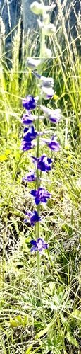 Foothill larkspur (Delphinium hesperium)