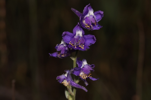 Foothill larkspur (Delphinium hesperium)
